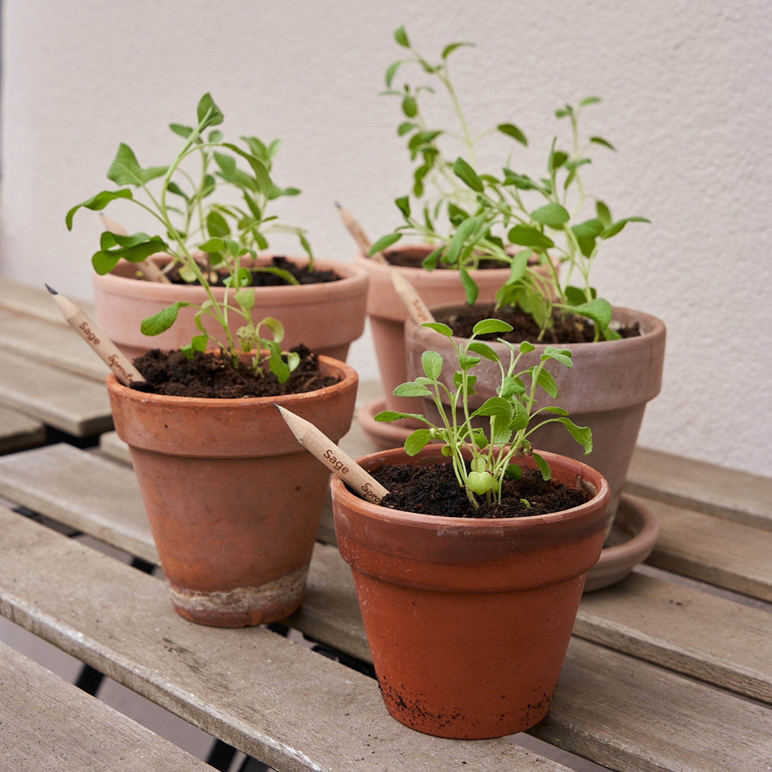 Happy Bee · 5 Pack - Image 9
