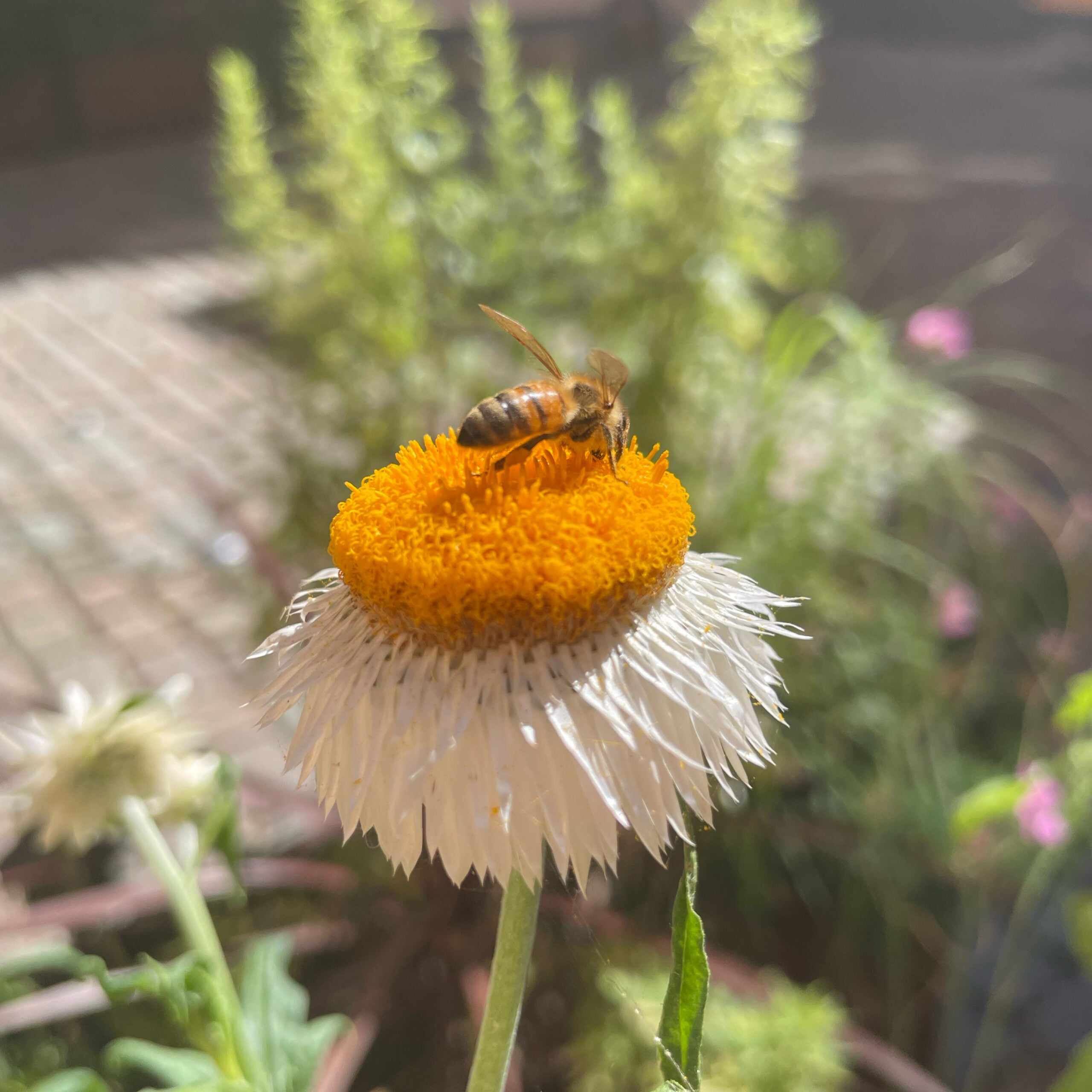 Happy Bee · 5 Pack - Image 8