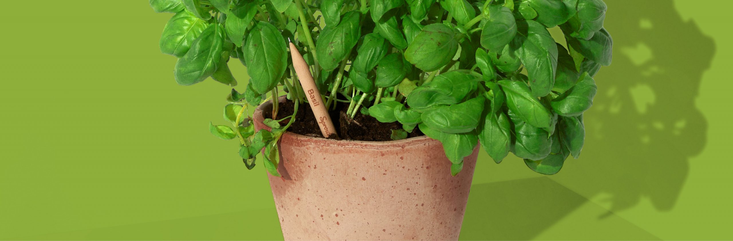 Sproutworld basil pencil plant