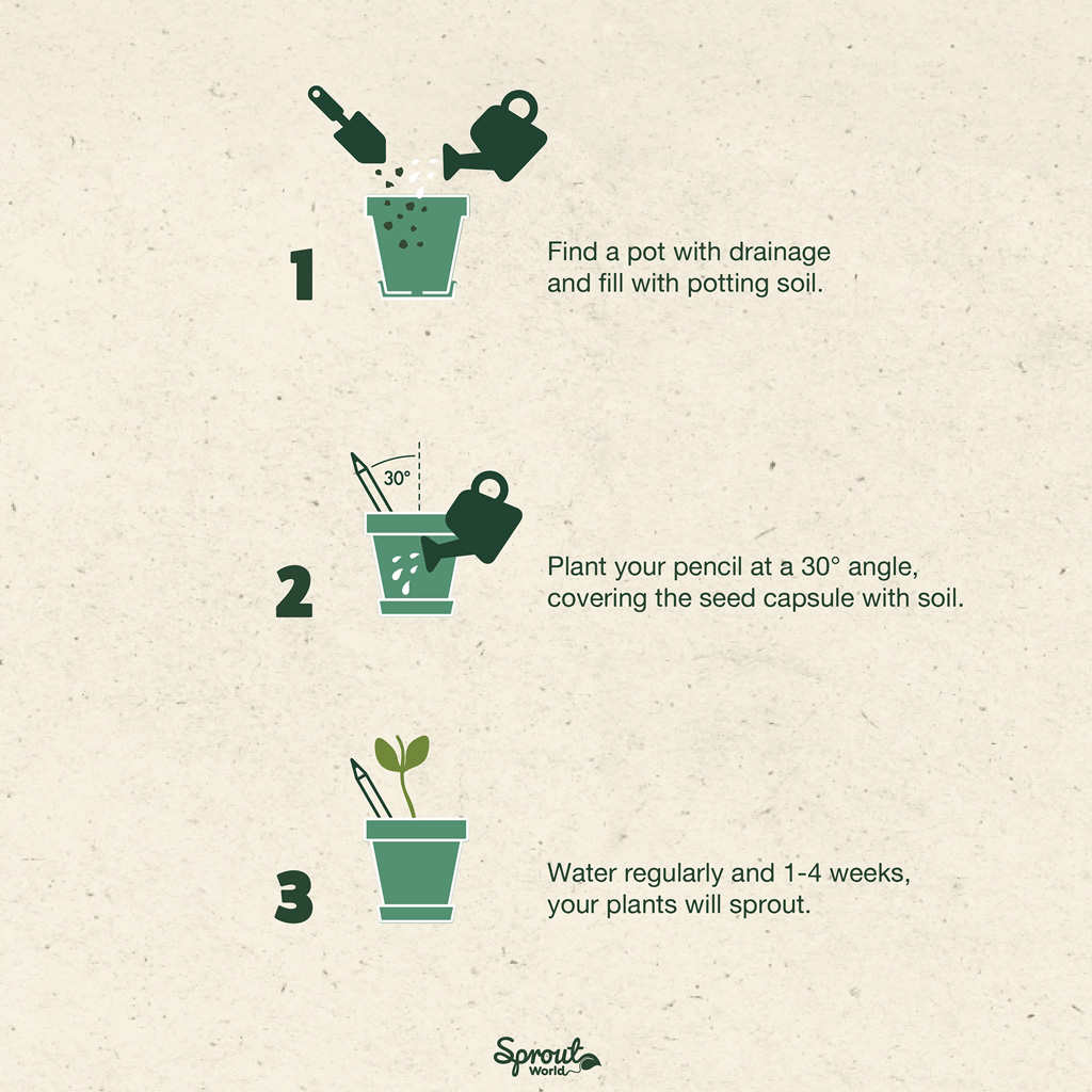 How To Plant Sprout Pencils How To Plant Sprout Pencils