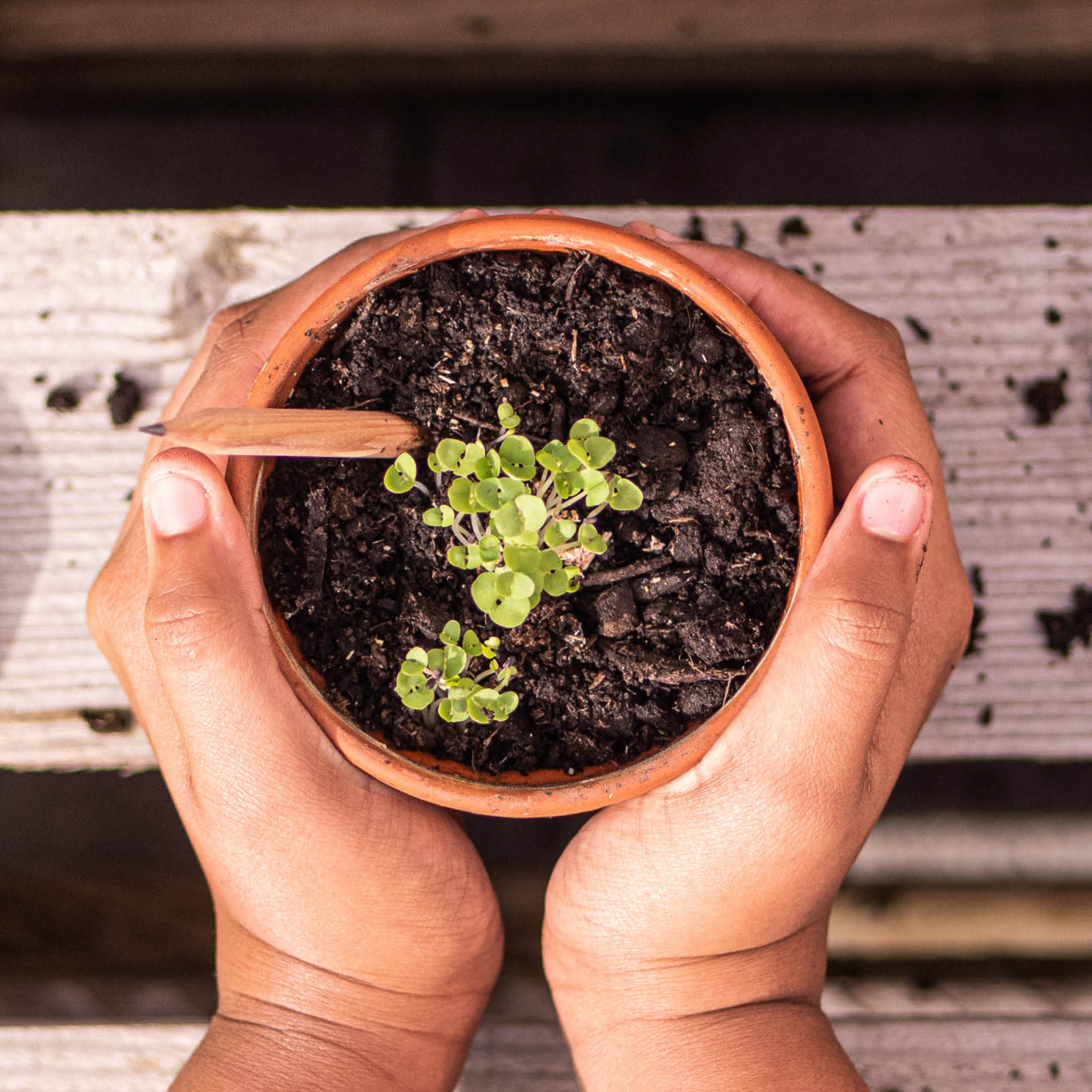 Sproutworld plantable pencil