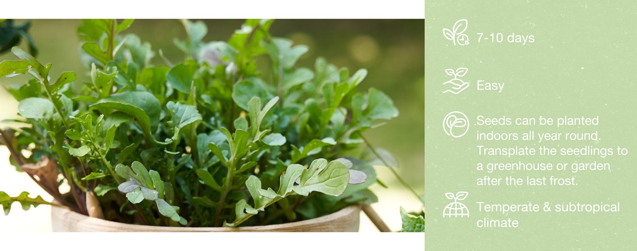 Rucola - SproutWorld