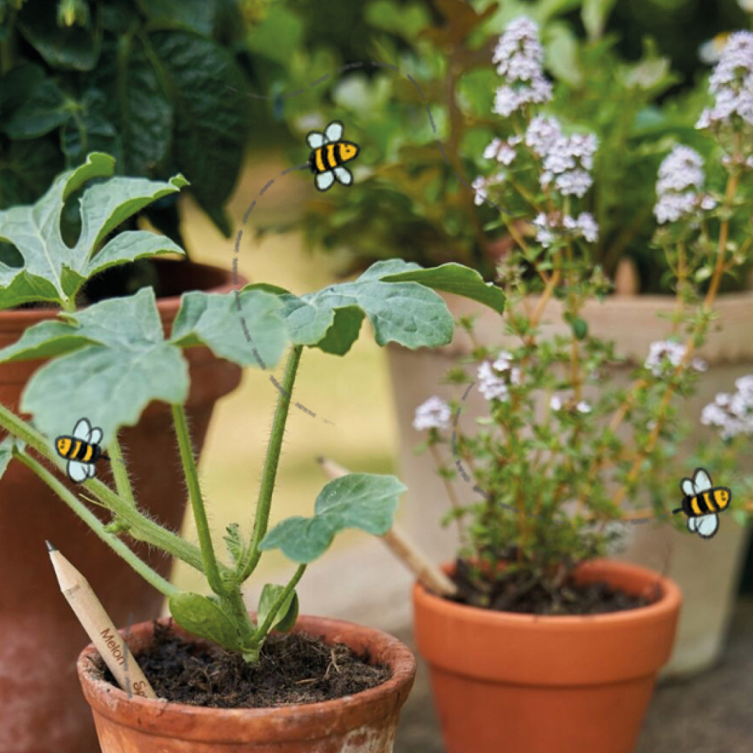 sproutworld plantable pencils