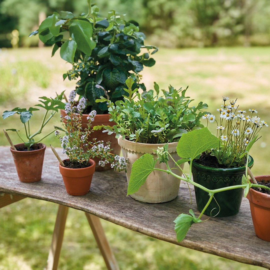 Sproutworld plantable pencils outdoors