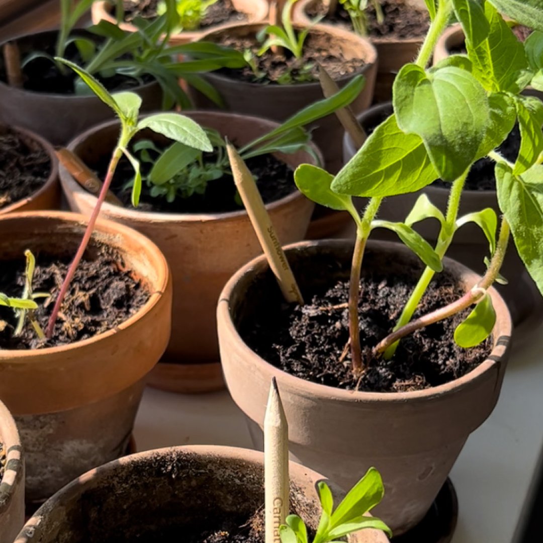 Minimizing waste with plantable pencils