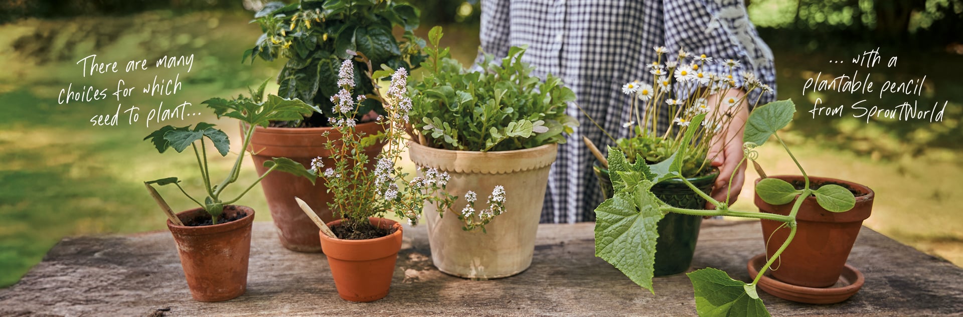 SproutWorld Plants