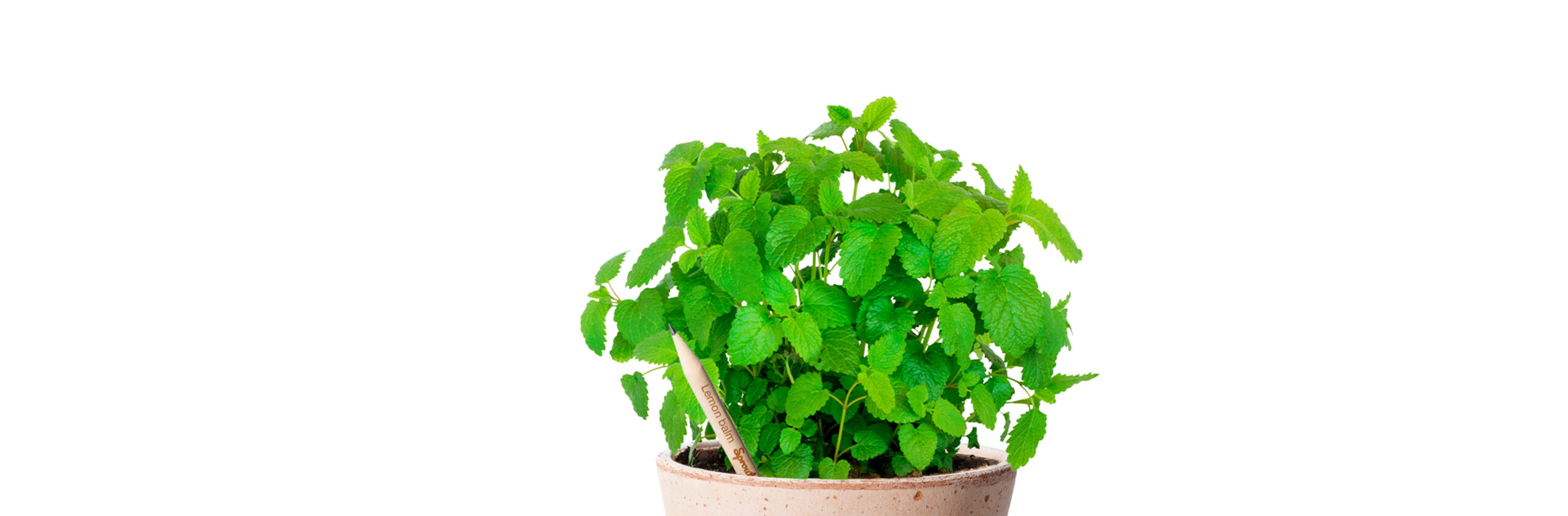 Lemon Balm