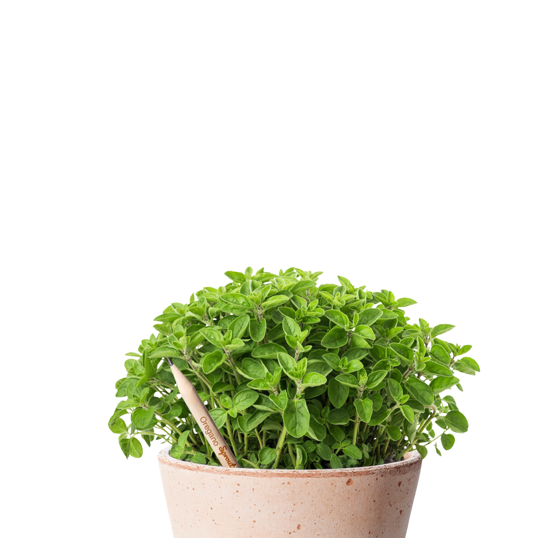 Oregano