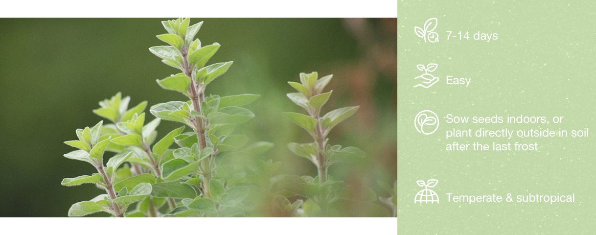 Oregano