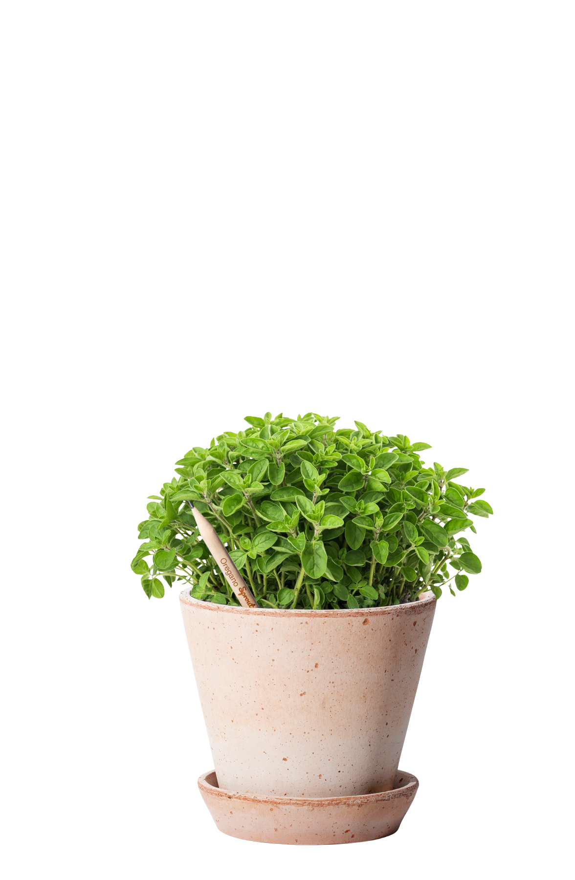 Oregano