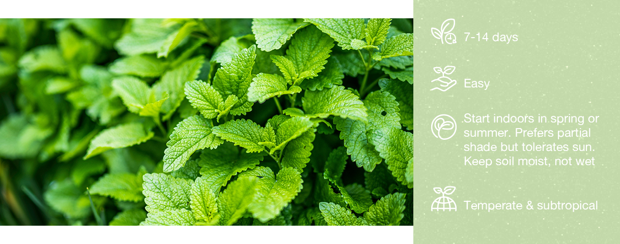 Lemon balm