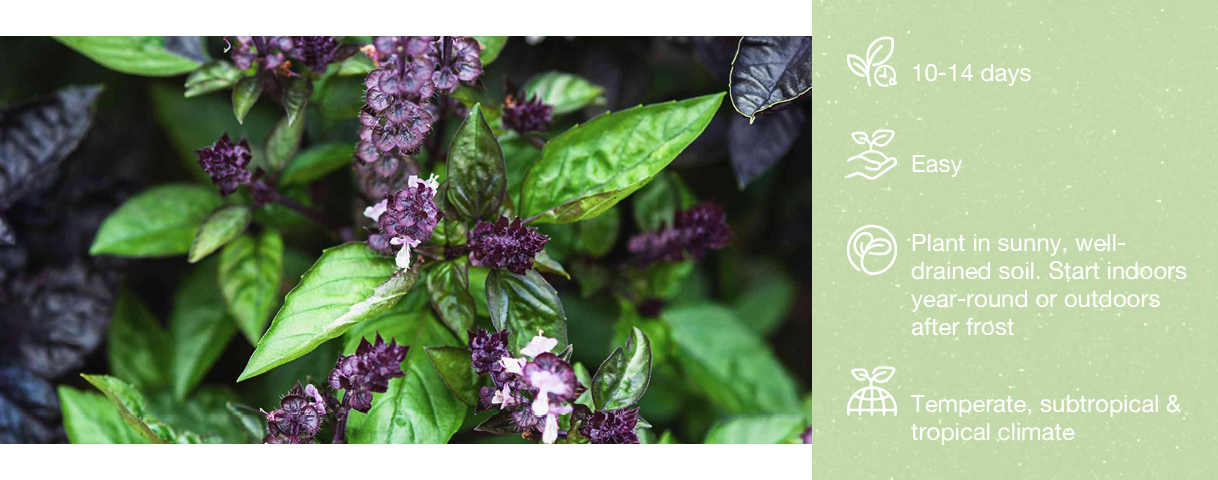 Cinnamon Basil ENG