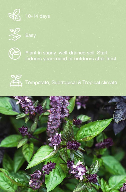 Cinnamon Basil_ENG