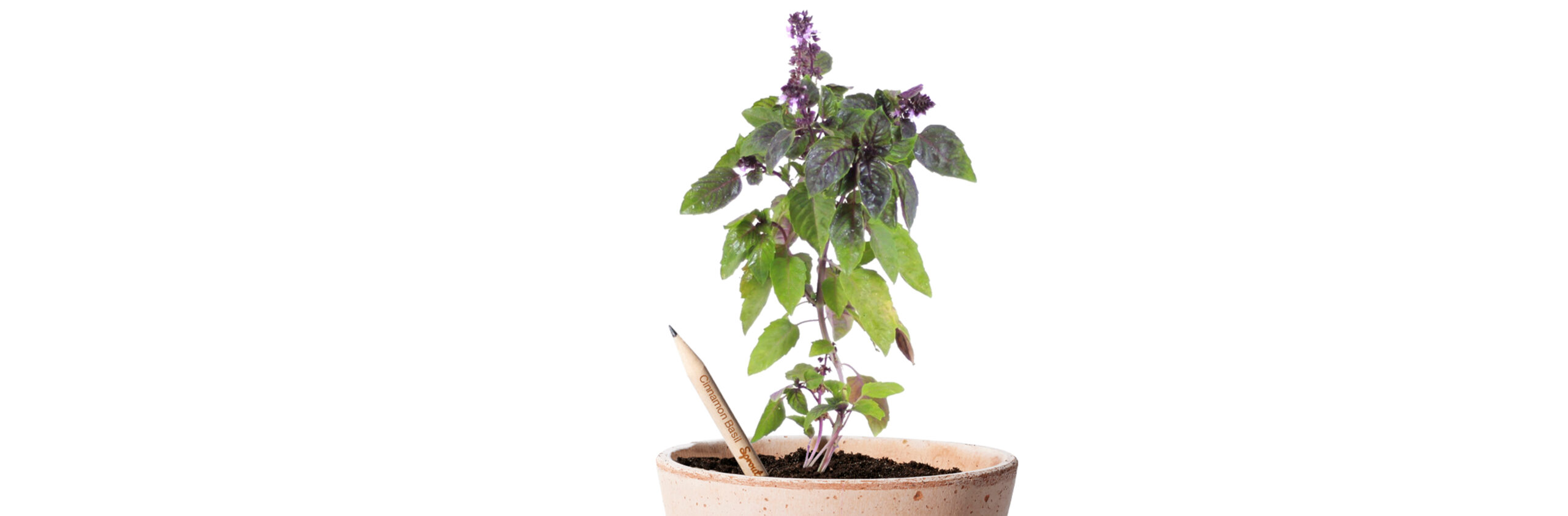Cinnamon Basil