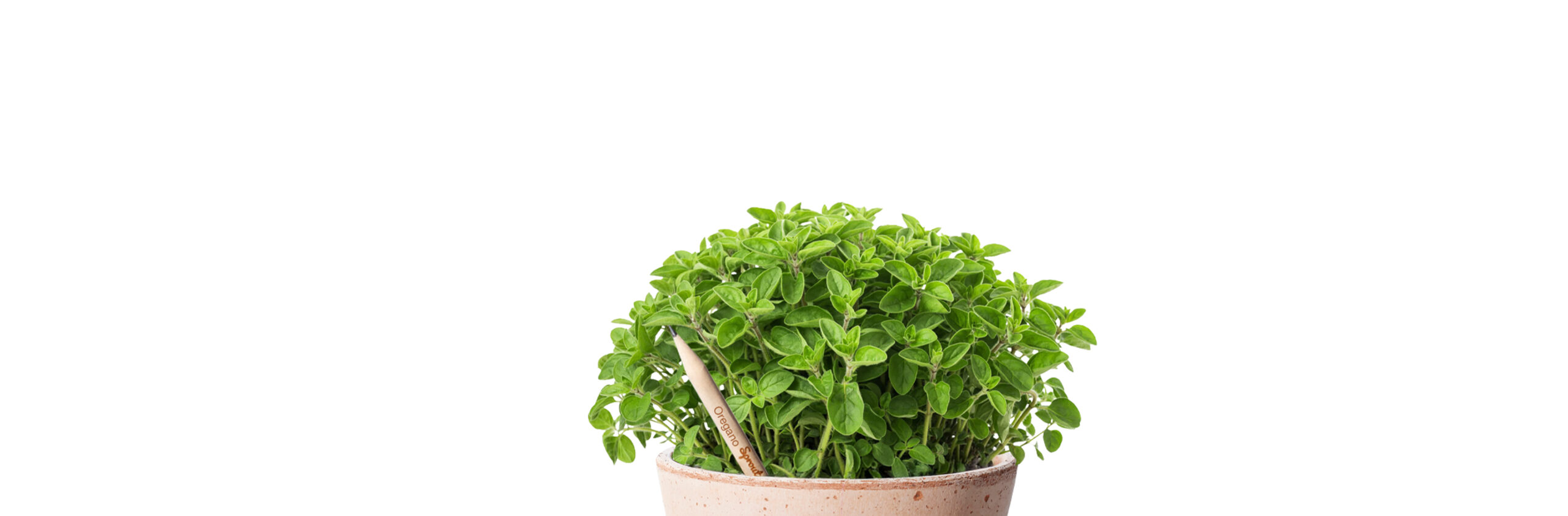Oregano