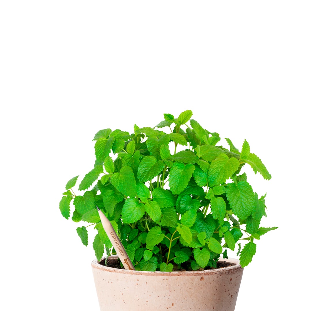 Lemon Balm