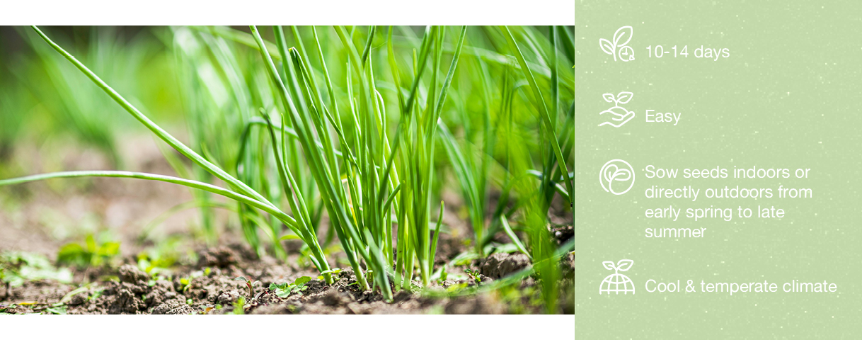 Green_onion