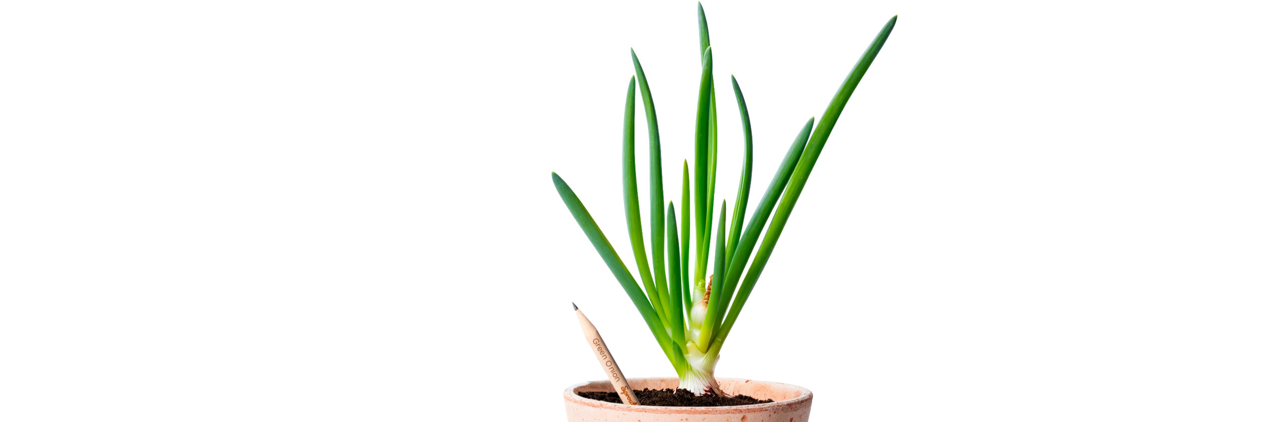 Green_Onion
