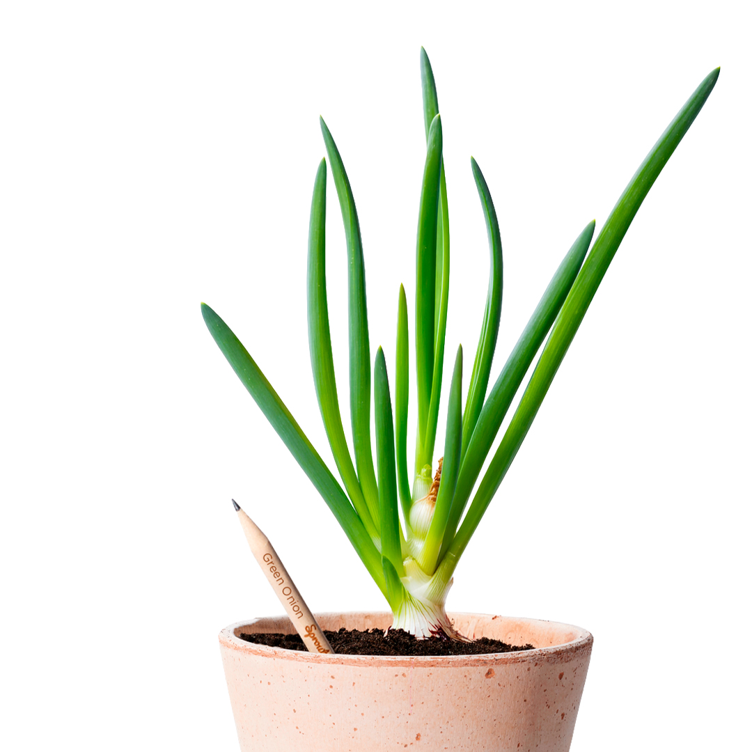 Green_Onion