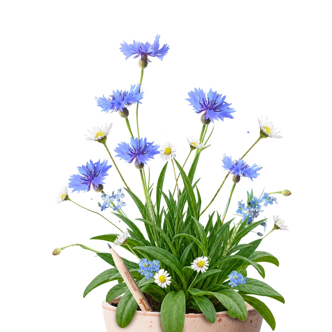 HERO-wildflower-mobile