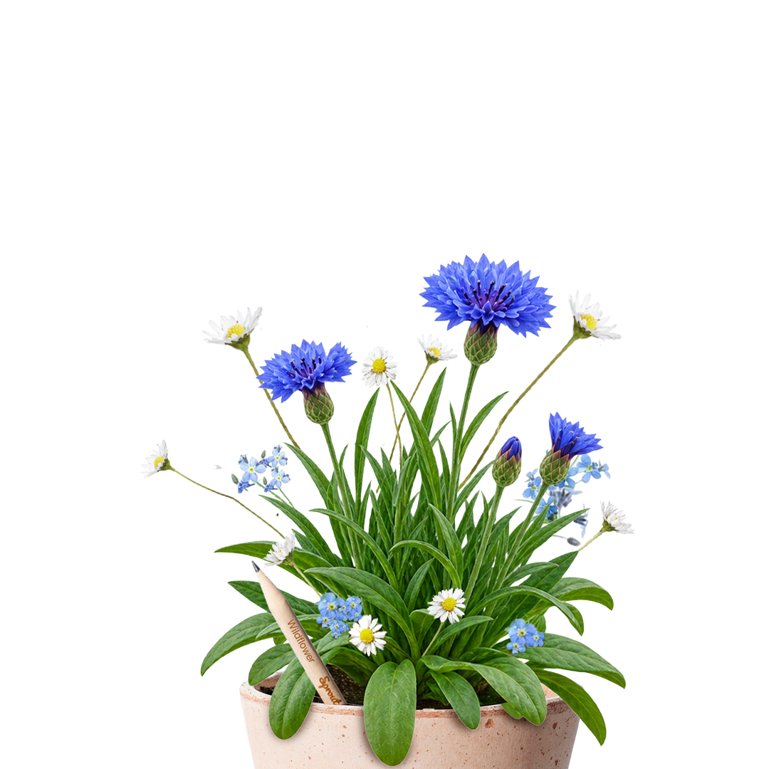 HERO-wildflower-mobile