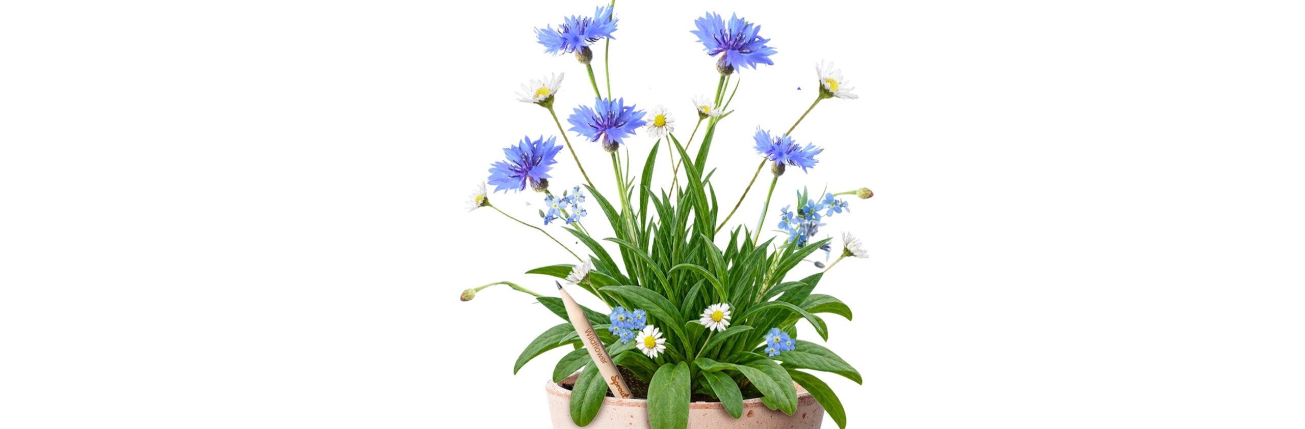 Hero-wildflower-desktop