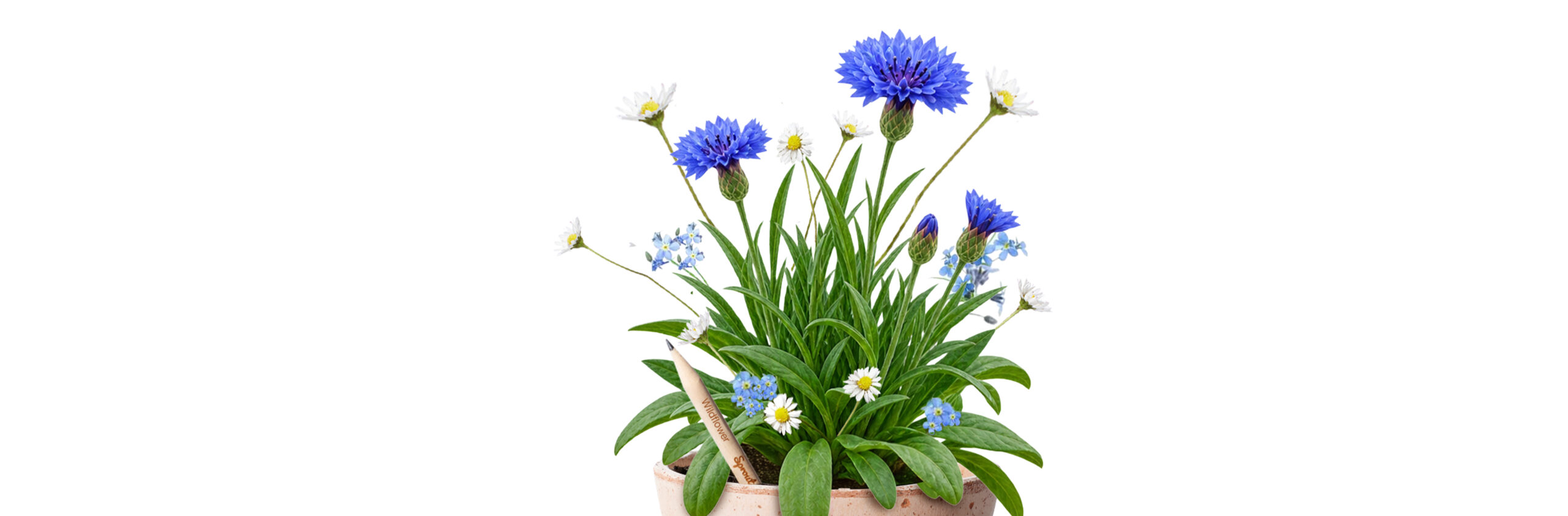 Hero-wildflower-desktop